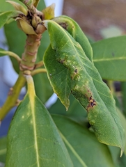 Clinodiplosis rhododendri