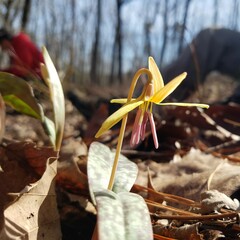 Erythronium