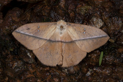Lonomia camox