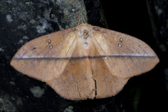 Lonomia camox