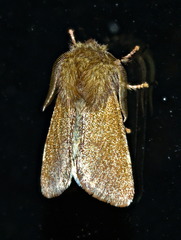 Psaphida styracis