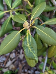 Clinodiplosis rhododendri