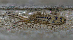 Entomobrya quadrilineata