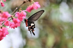 Byasa polyeuctes termessus