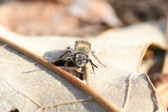 Andrena fenningeri