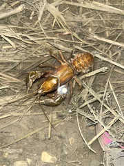 Procambarus gracilis