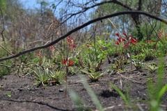 Zephyranthes bifida