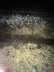 Procambarus gracilis