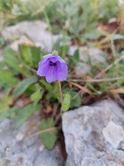 Erodium gruinum
