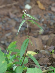 Impatiens minor