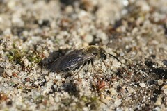 Andrena fenningeri