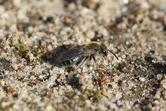 Andrena fenningeri