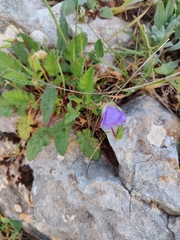Erodium gruinum