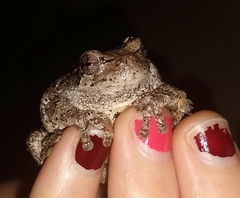 Hyla versicolor