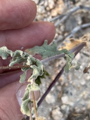 Melampodium sinuatum