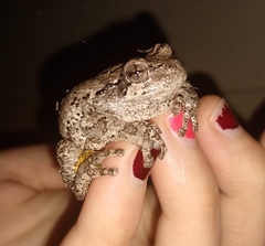Hyla versicolor