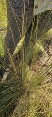 Juncus inflexus