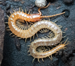 Dicellophilus limatus