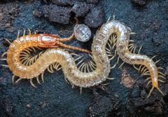 Dicellophilus limatus