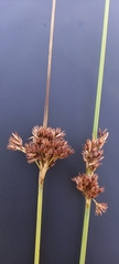 Juncus inflexus