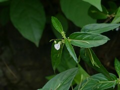 Impatiens minor