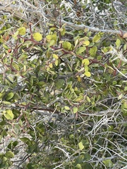 Castela peninsularis