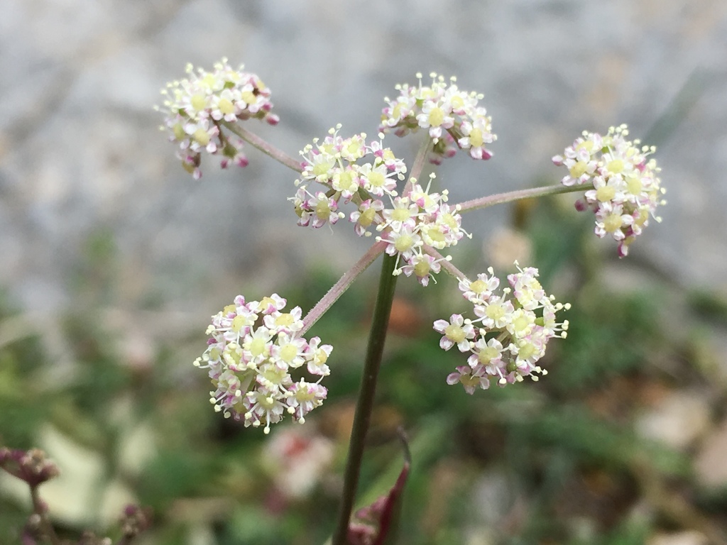 Mediterranean Water-dropwort