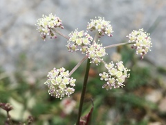 Oenanthe globulosa