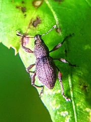 Metapocyrtus adspersus