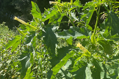 Datura stramonium