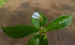 Impatiens minor