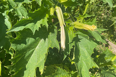 Datura stramonium