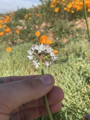 Allium haematochiton