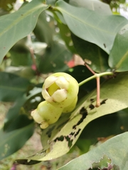 Syzygium aqueum