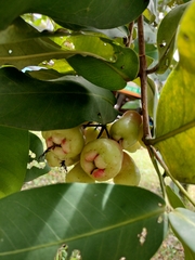Syzygium aqueum
