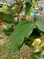 Syzygium aqueum