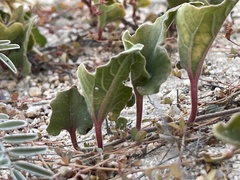 Aristolochia monticola