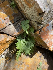 Polypodium calirhiza