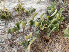 Aristolochia monticola