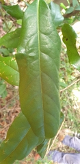 Cryptocarya macdonaldii