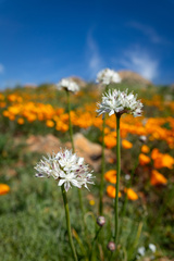 Allium haematochiton