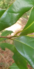Cryptocarya macdonaldii