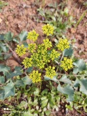 Tauschia arguta