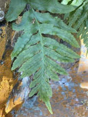 Polypodium calirhiza