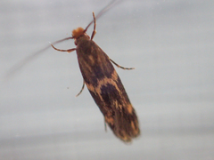 Oinophila v-flava
