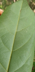 Cryptocarya macdonaldii