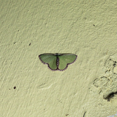 Synchlora tenuimargo