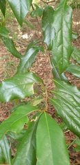 Cryptocarya macdonaldii