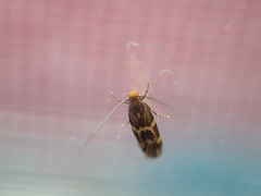 Oinophila v-flava