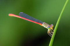 Ceriagrion aeruginosum